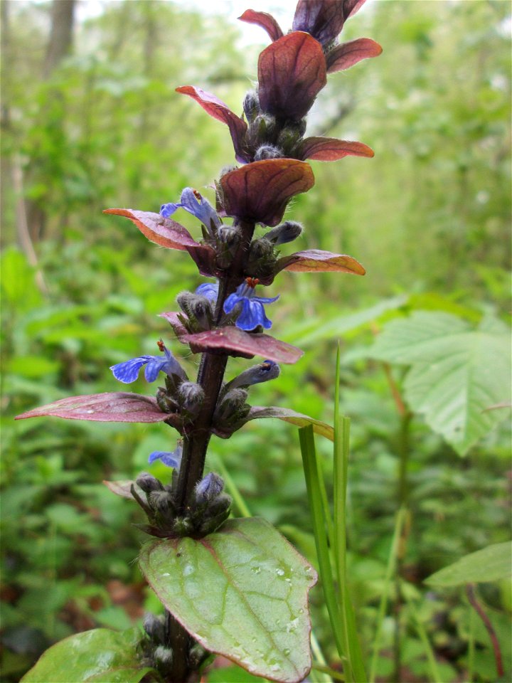 Kriechender Günsel (Ajuga reptans) im Landschaftsschutzgebiet „Drahtzugweiher und das Habsterwiesental“ in Alt-Saarbrücken