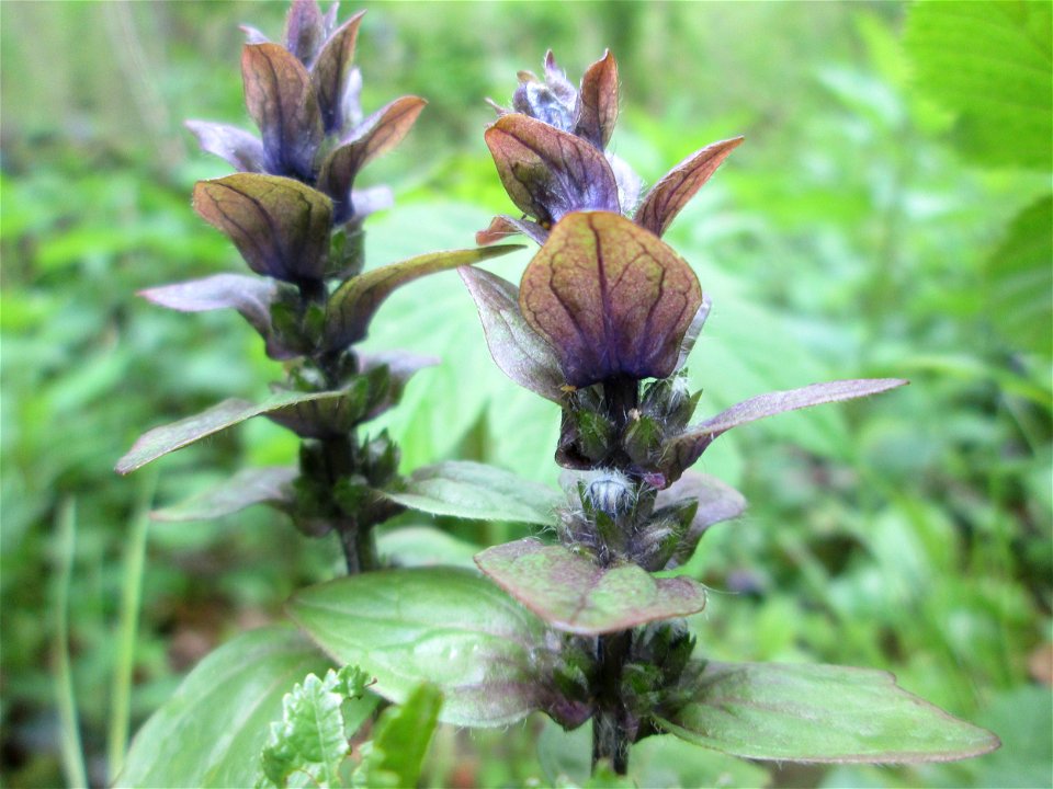Kriechender Günsel (Ajuga reptans) im Landschaftsschutzgebiet „Drahtzugweiher und das Habsterwiesental“ in Alt-Saarbrücken