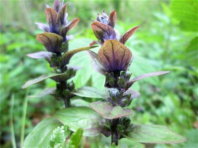 Kriechender Günsel (Ajuga reptans) im Landschaftsschutzgebiet „Drahtzugweiher und das Habsterwiesental“ in Alt-Saarbrücken