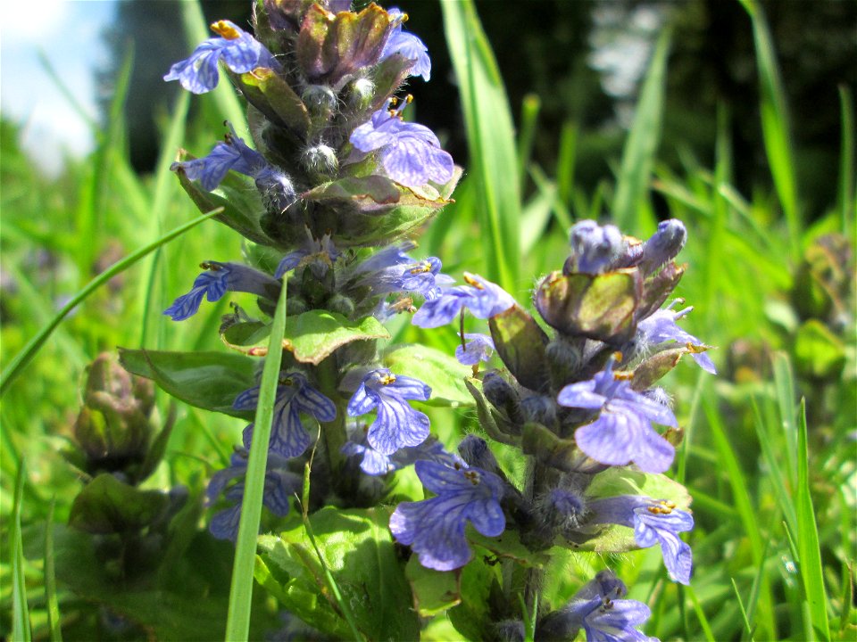 Kriechender Günsel (Ajuga reptans) am Tierfriedhof im Landschaftsschutzgebiet „Drahtzugweiher und das Habsterwiesental“ in Alt-Saarbrücken