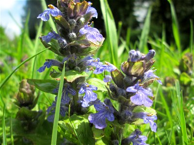 Kriechender Günsel (Ajuga reptans) am Tierfriedhof im Landschaftsschutzgebiet „Drahtzugweiher und das Habsterwiesental“ in Alt-Saarbrücken