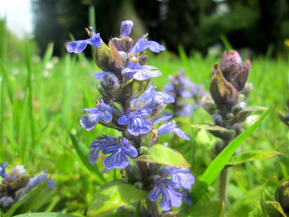 Kriechender Günsel (Ajuga reptans) am Tierfriedhof im Landschaftsschutzgebiet „Drahtzugweiher und das Habsterwiesental“ in Alt-Saarbrücken