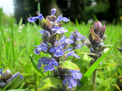 Kriechender Günsel (Ajuga reptans) am Tierfriedhof im Landschaftsschutzgebiet „Drahtzugweiher und das Habsterwiesental“ in Alt-Saarbrücken