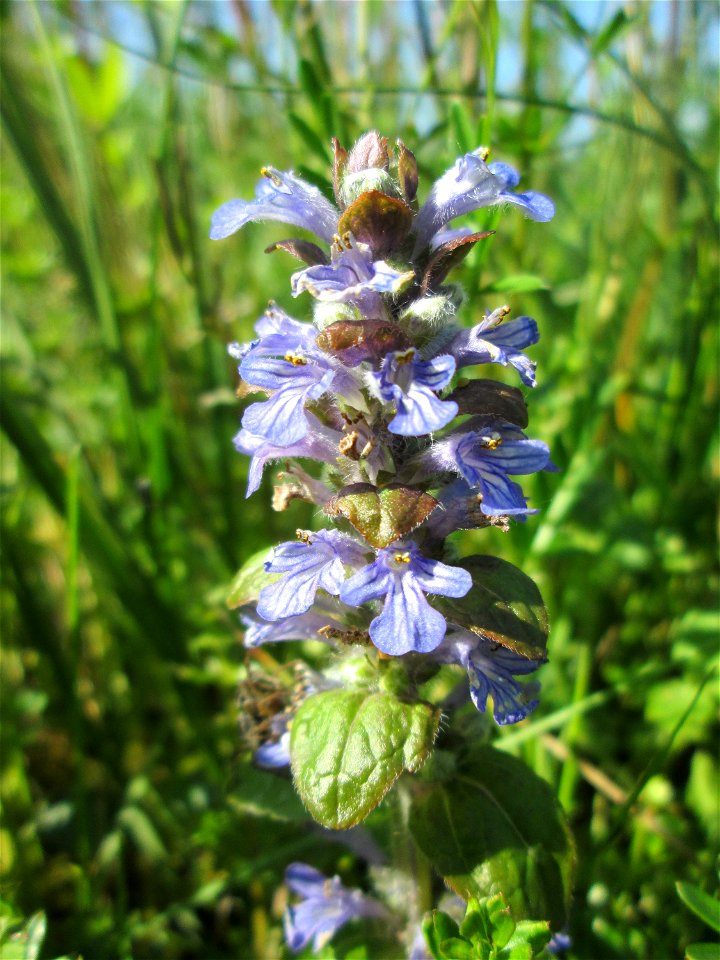 Kriechender Günsel (Ajuga reptans) im Naturschutzgebiet „Bachwiesen/Leopoldswiesen“ im Hockenheimer Rheinbogen