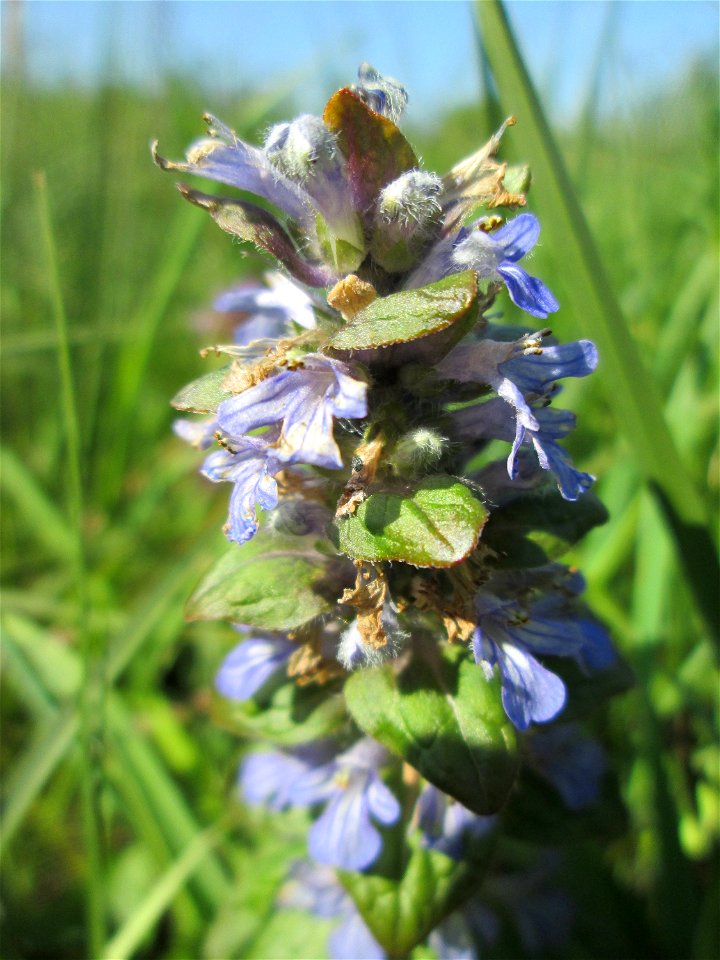 Kriechender Günsel (Ajuga reptans) im Naturschutzgebiet „Bachwiesen/Leopoldswiesen“ im Hockenheimer Rheinbogen