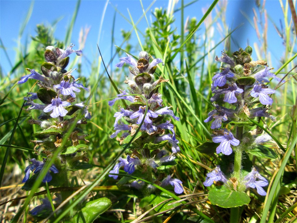 Kriechender Günsel (Ajuga reptans) im Naturschutzgebiet „Bachwiesen/Leopoldswiesen“ im Hockenheimer Rheinbogen