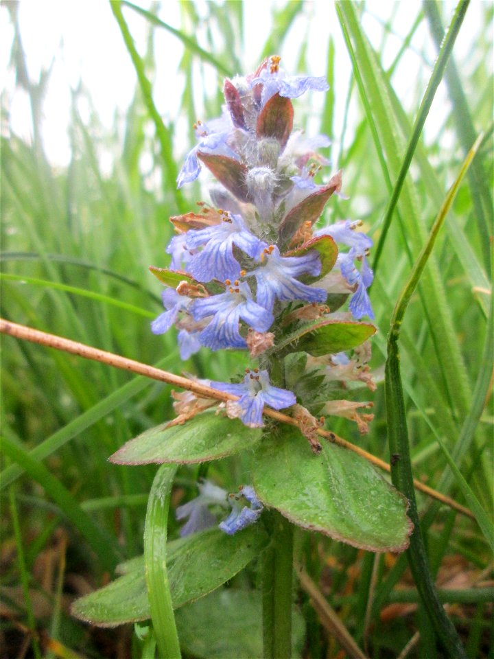 Kriechender Günsel (Ajuga reptans) im Landschaftsschutsgebiet „Saalbachniederung“ bei Hambrücken