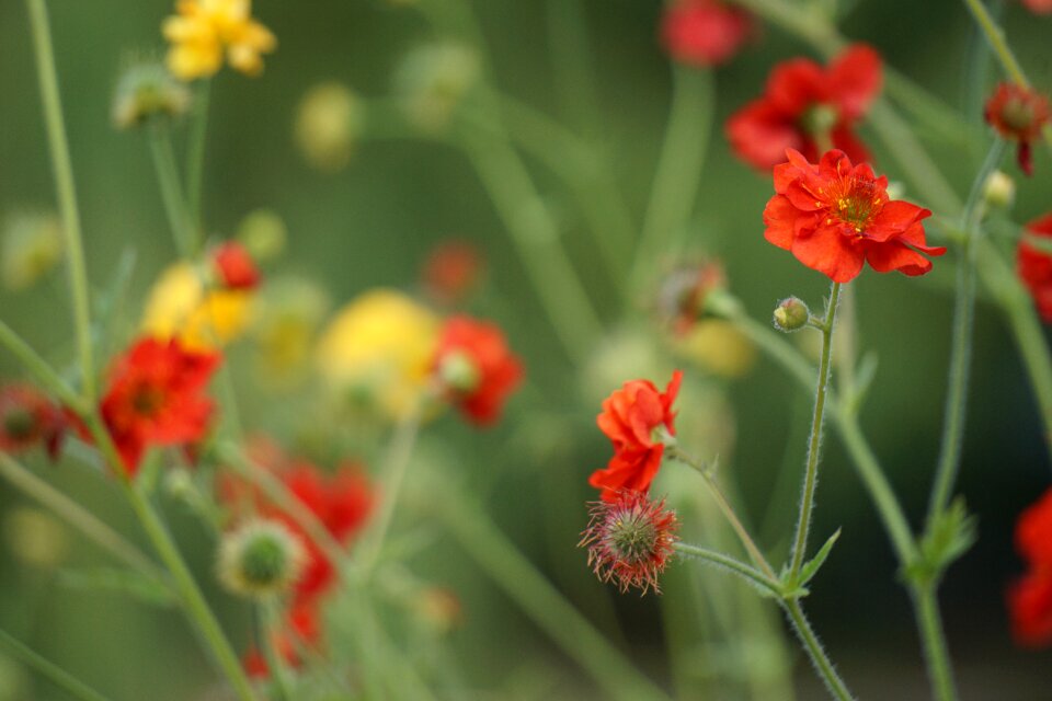 Decorative background summer