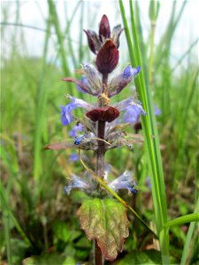 Kriechender Günsel (Ajuga reptans) im Naturschutzgebiet „Bachwiesen/Leopoldswiesen“ im Hockenheimer Rheinbogen