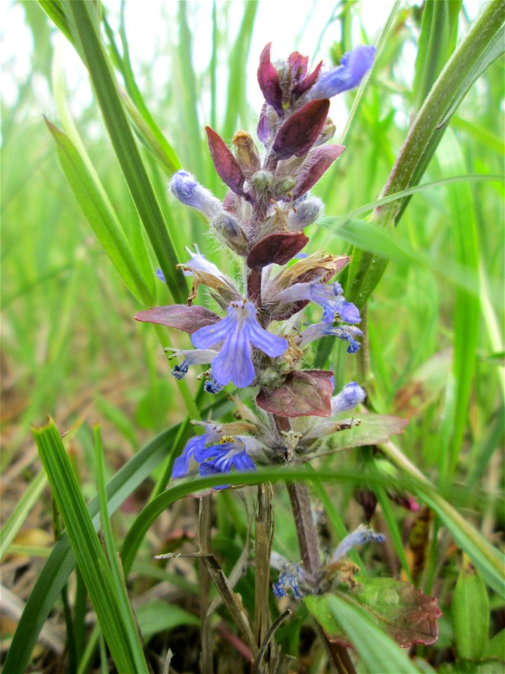 Kriechender Günsel (Ajuga reptans) im Naturschutzgebiet „Bachwiesen/Leopoldswiesen“ im Hockenheimer Rheinbogen