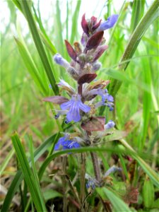 Kriechender Günsel (Ajuga reptans) im Naturschutzgebiet „Bachwiesen/Leopoldswiesen“ im Hockenheimer Rheinbogen
