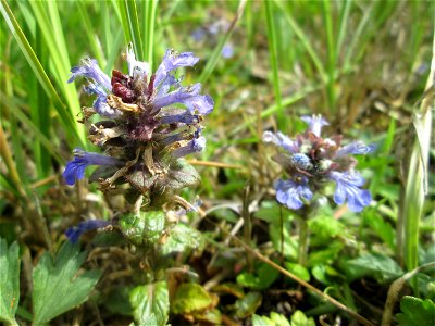 Kriechender Günsel (Ajuga reptans) im Naturschutzgebiet „Bachwiesen/Leopoldswiesen“ im Hockenheimer Rheinbogen