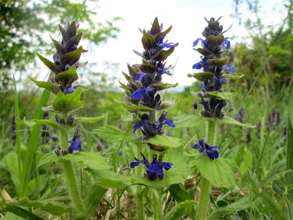 Genfer Günsel (Ajuga genevensis) auf dem Feldherrenhügel im Naturschutzgebiet „Oftersheimer Dünen“