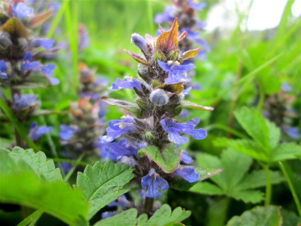 Kriechender Günsel (Ajuga reptans) in Hockenheim