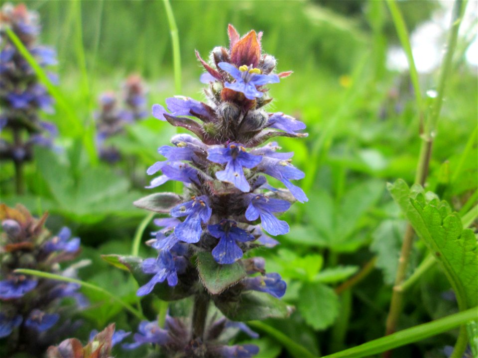 Kriechender Günsel (Ajuga reptans) in Hockenheim