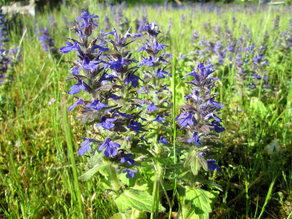 Genfer Günsel (Ajuga genevensis) zwischen A61 und Hockenheimer Baggersee am Rand der Schwetzinger Hardt