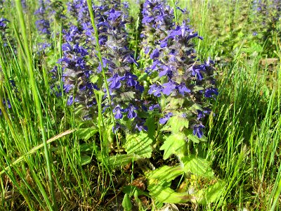 Genfer Günsel (Ajuga genevensis) zwischen A61 und Hockenheimer Baggersee am Rand der Schwetzinger Hardt
