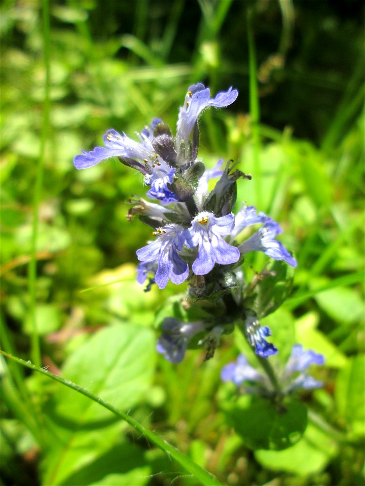 Kriechender Günsel (Ajuga reptans) am Friedhof St. Johann in Saarbrücken