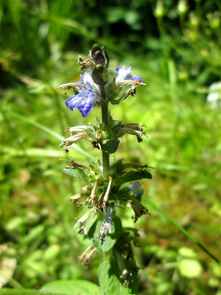 Kriechender Günsel (Ajuga reptans) am Friedhof St. Johann in Saarbrücken