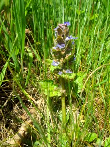 Kriechender Günsel (Ajuga reptans) in Saarbrücken