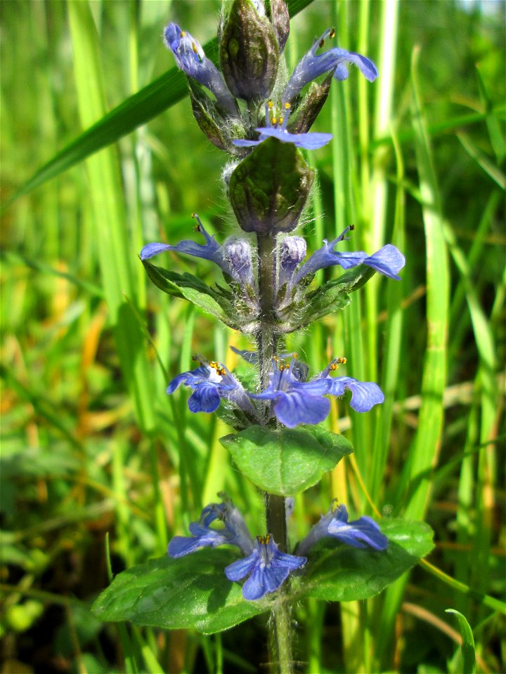 Kriechender Günsel (Ajuga reptans) in Saarbrücken