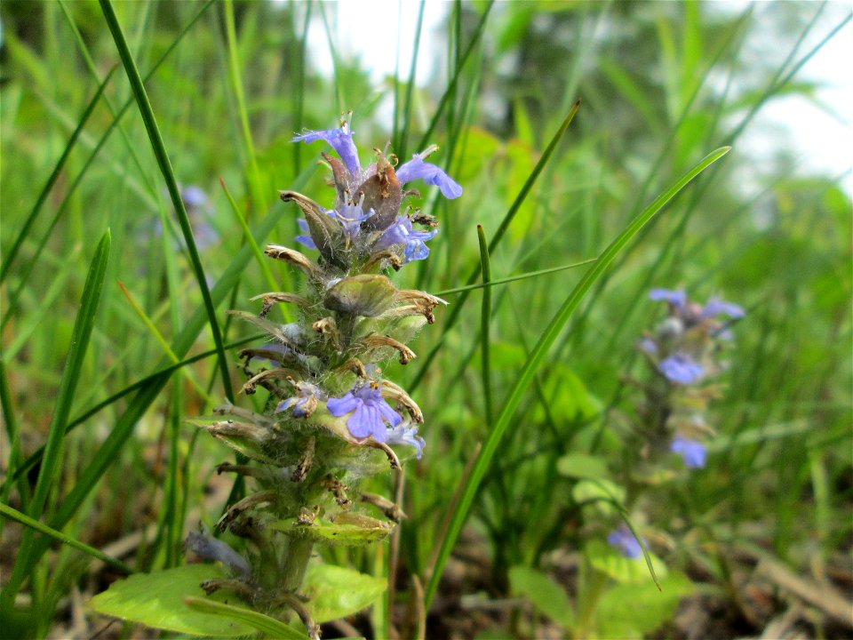 Kriechender Günsel (Ajuga reptans) im Naturschutzgebiet „St. Arnualer Wiesen“
