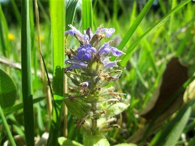 Kriechender Günsel (Ajuga reptans) im Naturschutzgebiet „Wusterhang“ oberhalb von Fechingen