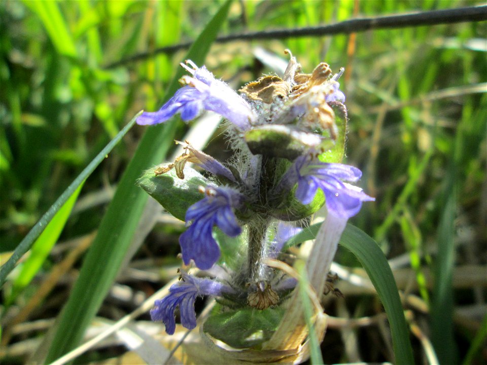 Kriechender Günsel (Ajuga reptans) im Naturschutzgebiet „Wusterhang“ oberhalb von Fechingen