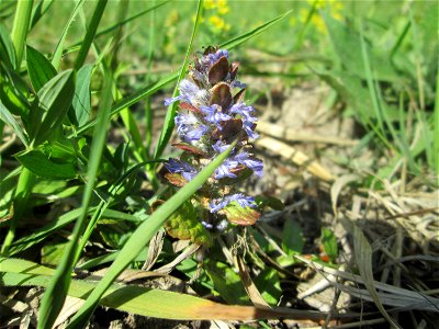 Kriechender Günsel (Ajuga reptans) im Naturschutzgebiet „Wusterhang“ oberhalb von Fechingen