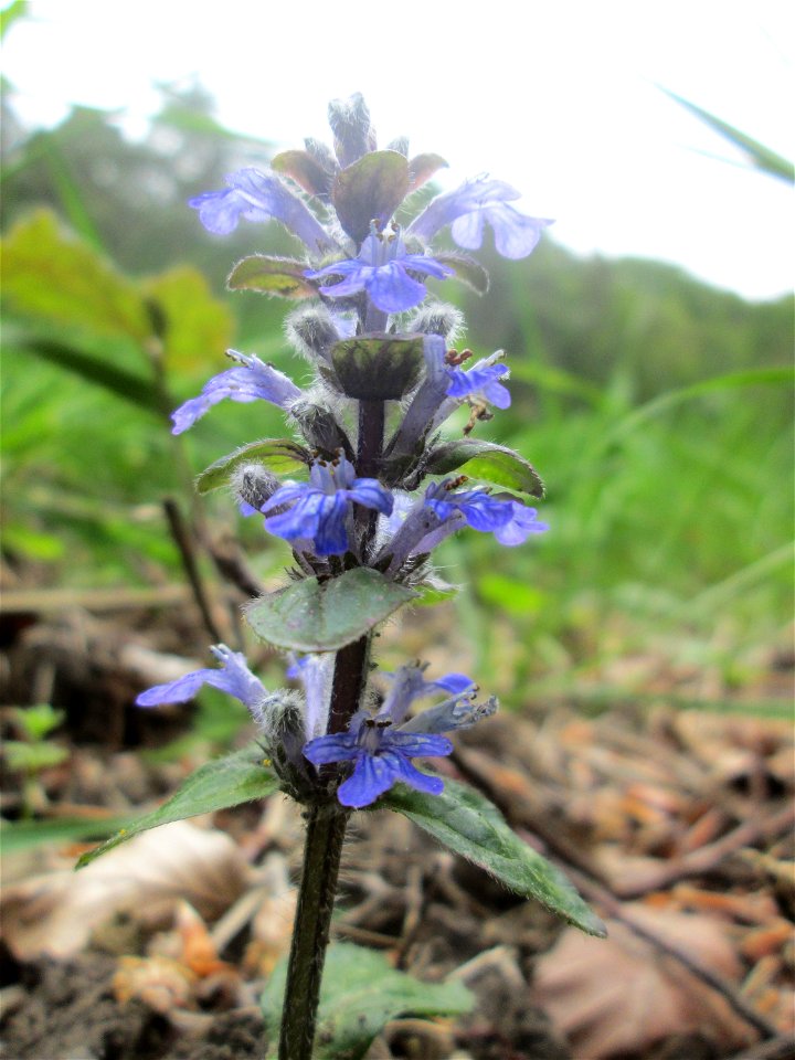 Kriechender Günsel (Ajuga reptans) im Naturschutzgebiet „Wusterhang“ oberhalb von Fechingen