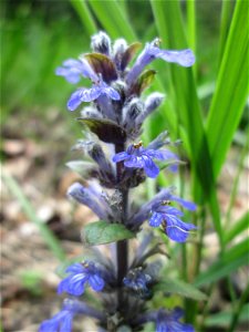 Kriechender Günsel (Ajuga reptans) im Naturschutzgebiet „Wusterhang“ oberhalb von Fechingen