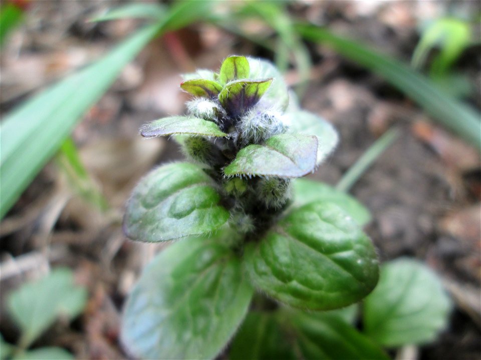 Kriechender Günsel (Ajuga reptans) im Naturschutzgebiet „Wusterhang“ oberhalb von Fechingen