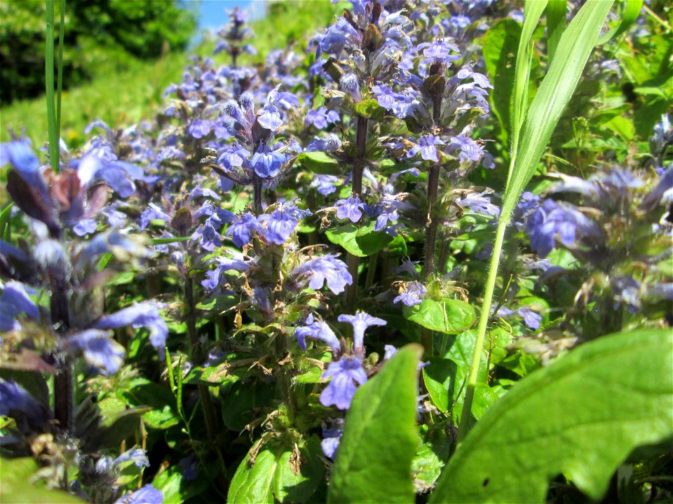 Kriechender Günsel (Ajuga reptans) in Von der Heydt (Saarbrücken)