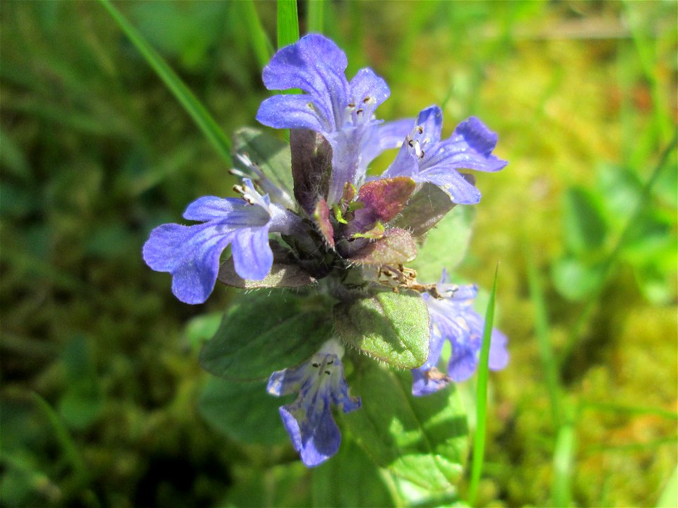 Kriechender Günsel (Ajuga reptans) am Friedhof St. Johann in Saarbrücken