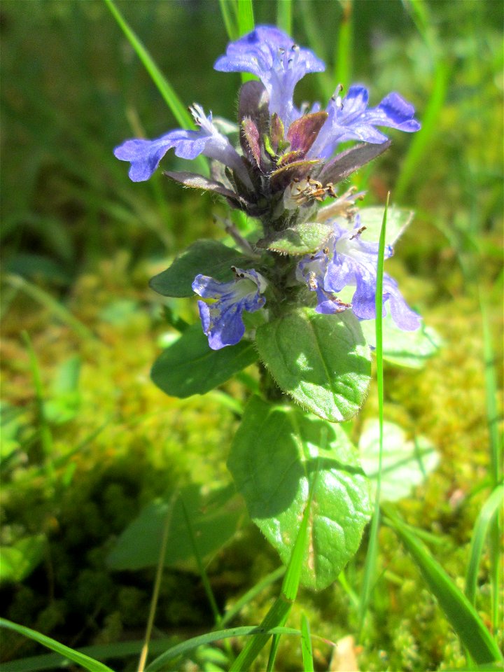 Kriechender Günsel (Ajuga reptans) am Friedhof St. Johann in Saarbrücken
