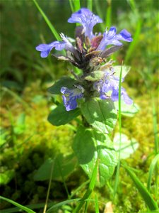 Kriechender Günsel (Ajuga reptans) am Friedhof St. Johann in Saarbrücken