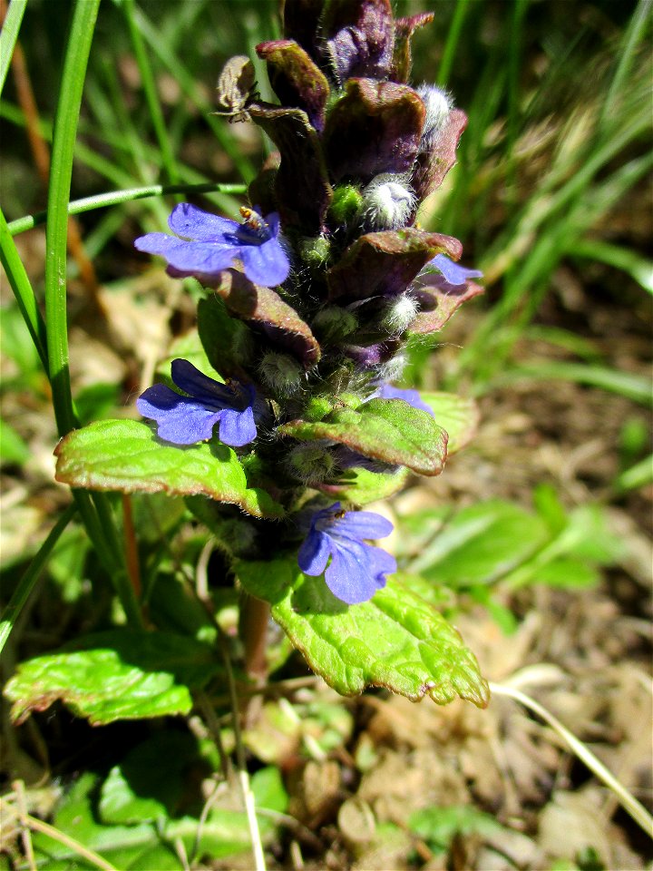Kriechender Günsel (Ajuga reptans) im Naturschutzgebiet „St. Arnualer Wiesen“