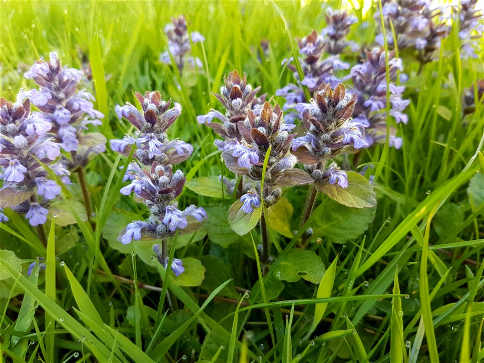 Bugle growing in an overgrown lawn