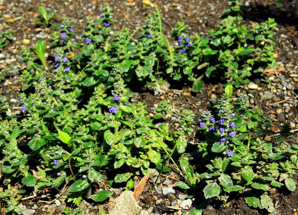 Plants Ajuga reptans from the Botanical Gardens of Charles University, Prague, Czech Republic