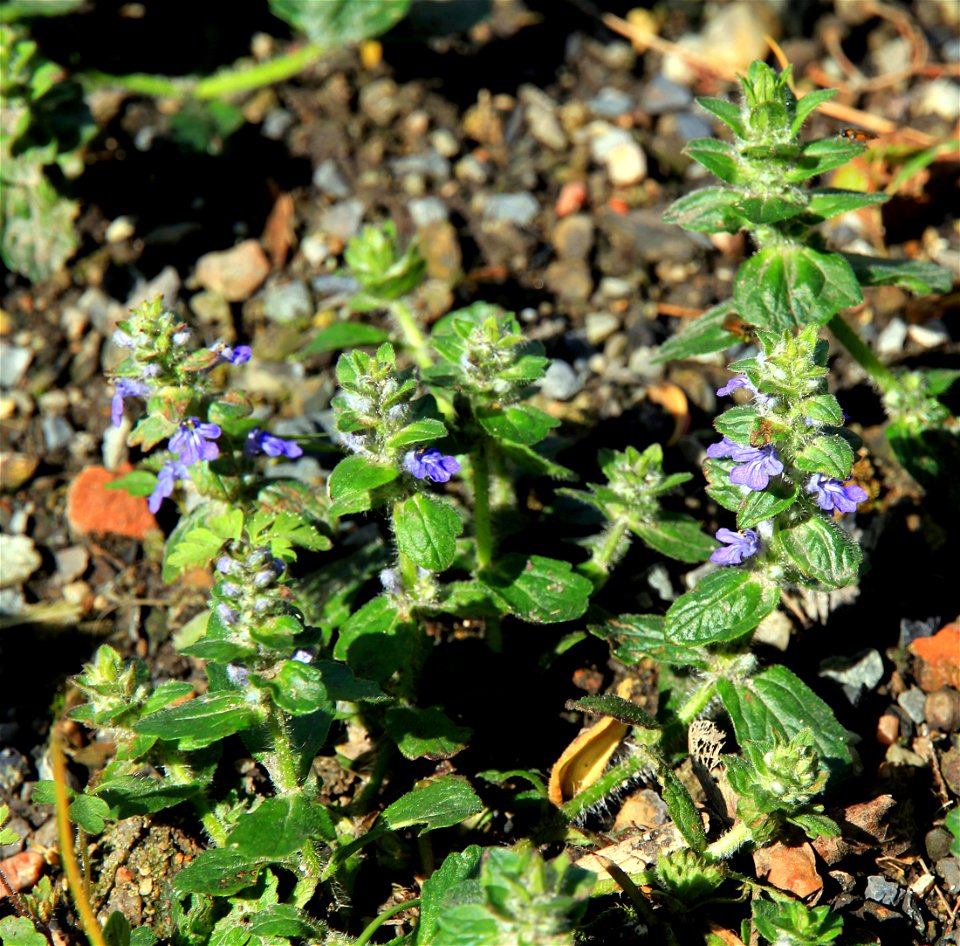 Plants Ajuga reptans from the Botanical Gardens of Charles University, Prague, Czech Republic