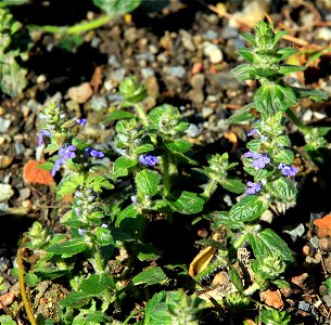 Plants Ajuga reptans from the Botanical Gardens of Charles University, Prague, Czech Republic
