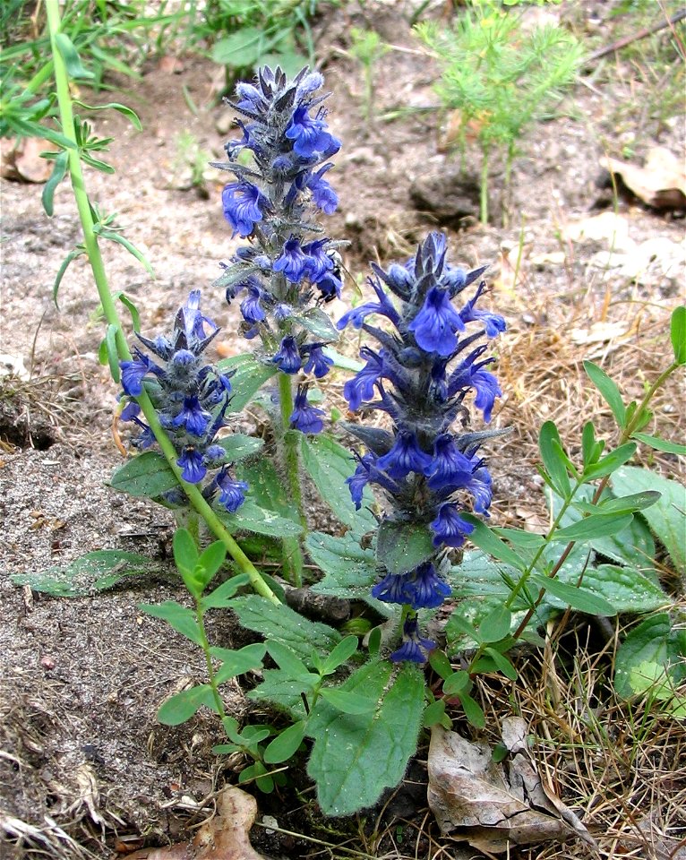 Ajuga genevensis - Forêt de Saint-Germain en Laye - Yvelines