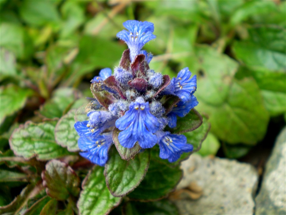 Ajuga reptans atropurpurea [rood zenegroen]