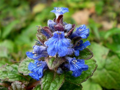 Ajuga reptans atropurpurea [rood zenegroen]