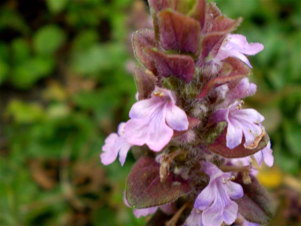 Ajuga reptans atropurpurea [rood zenegroen]
