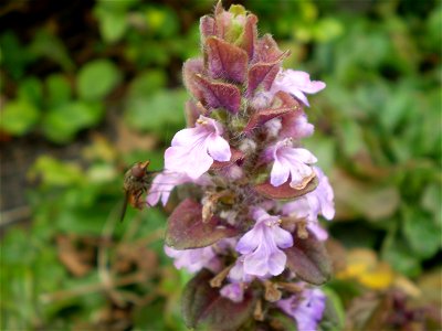 Ajuga reptans atropurpurea [rood zenegroen]