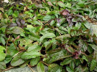 Ajuga reptans atropurpurea [rood zenegroen]