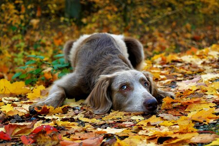 Grey pet hunting dog