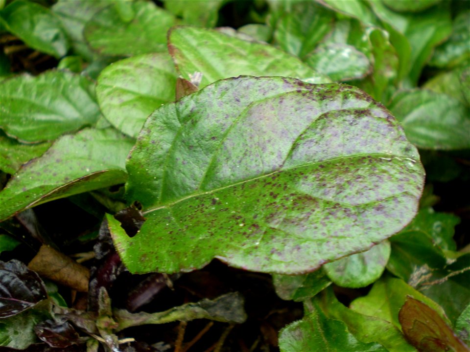 Ajuga reptans atropurpurea [rood zenegroen]