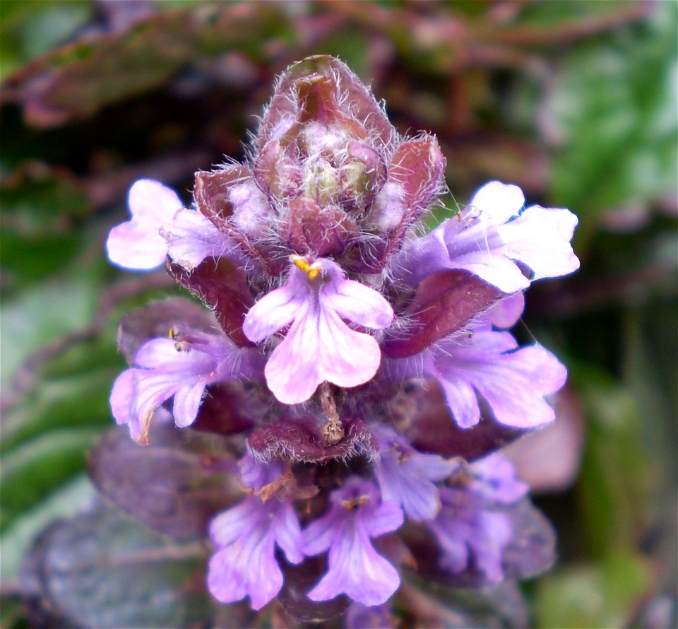 Ajuga reptans atropurpurea [rood zenegroen]
